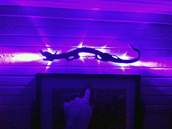 Dragon with blacklight LEDs